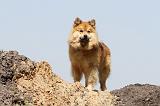 CHIEN FINNOIS DE LAPONIE 128